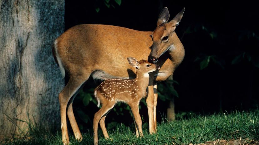 White-tailed deer