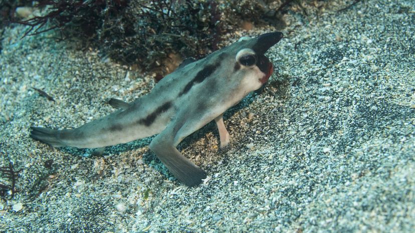 Red-lipped batfish