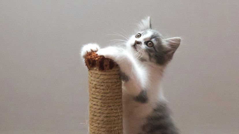 Scratching post