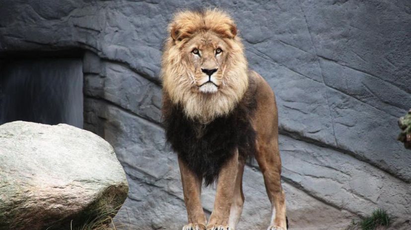 brown lion