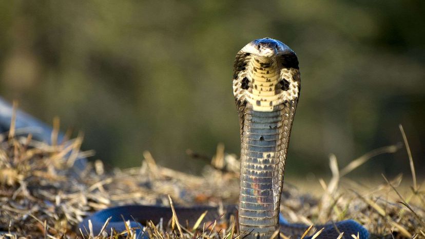 Ninhada de cobras venenosas