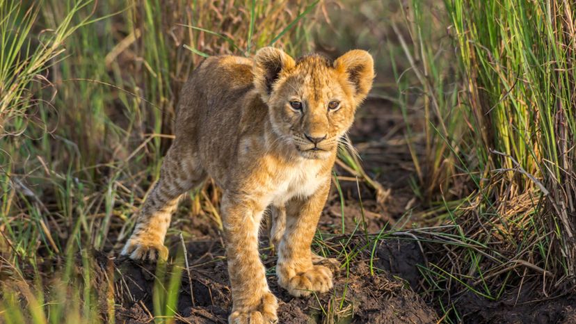 Lion Cub