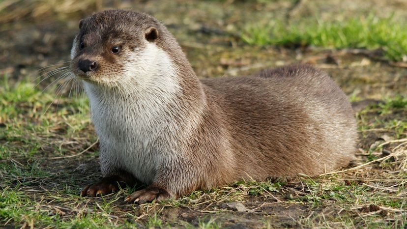 European otter