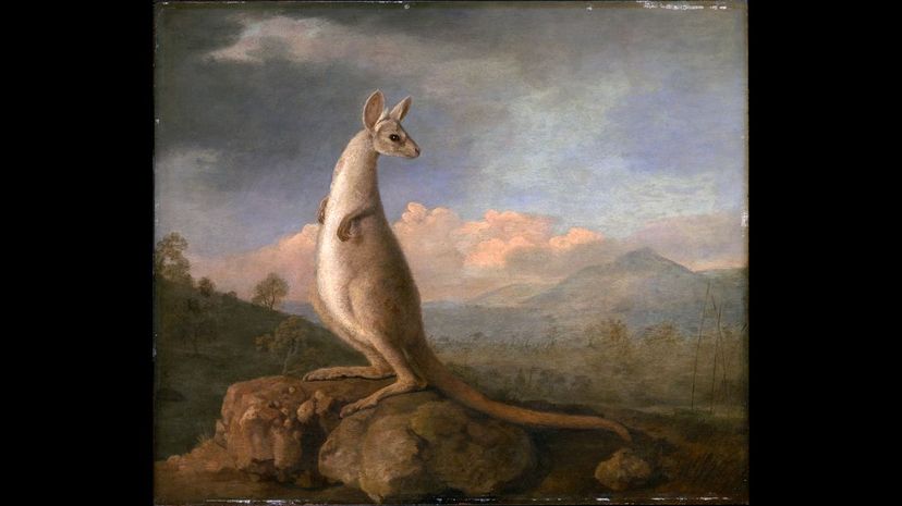 &quot;The Kongouro from New Holland&quot; by George Stubbs
