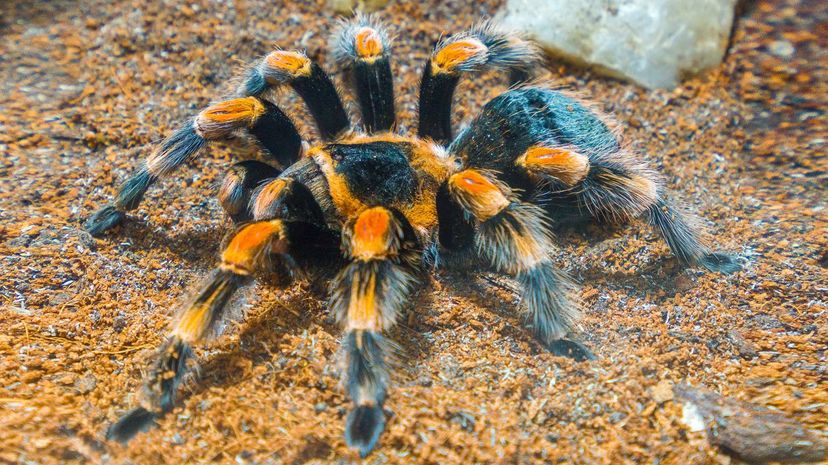 Tarantula