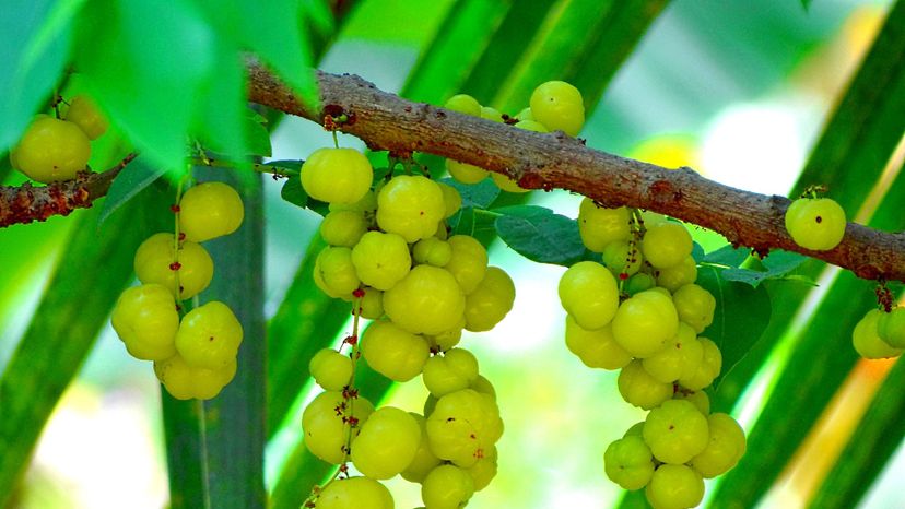 Indian Gooseberry