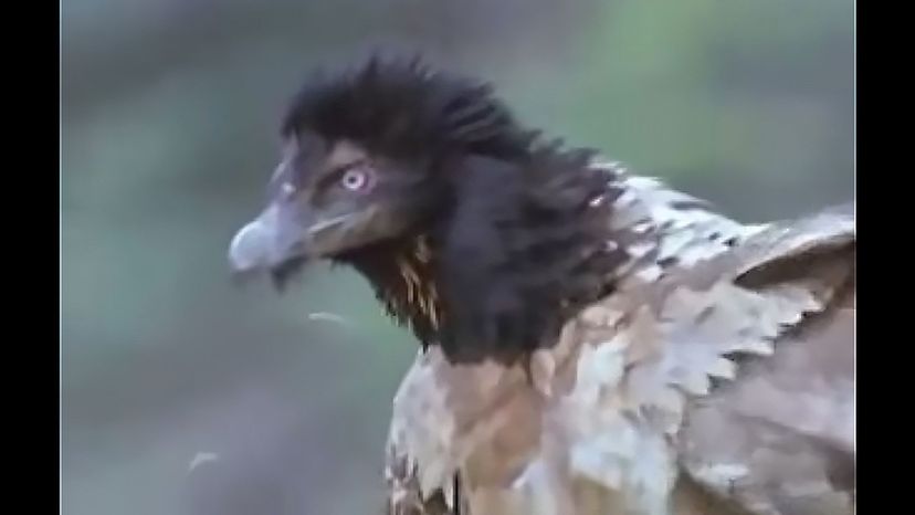 Bearded Vulture