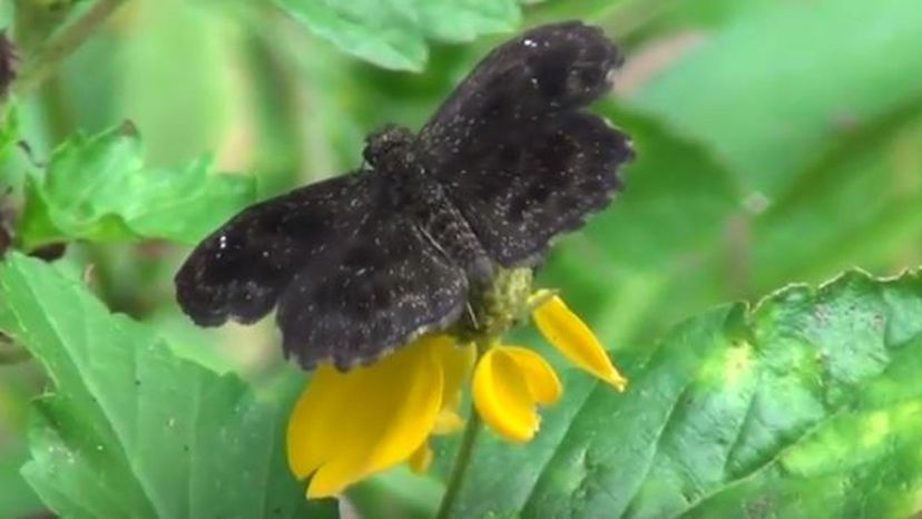 Common Sooty-Wing