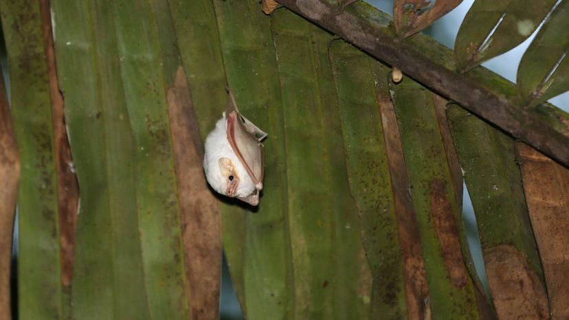 Honduran white bat