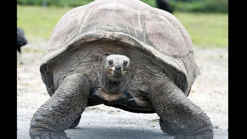 Rodrigues Giant Tortoise