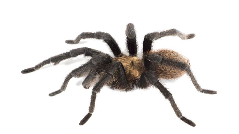 Missouri Tarantula