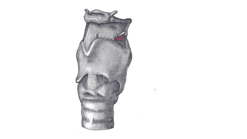 Larynx