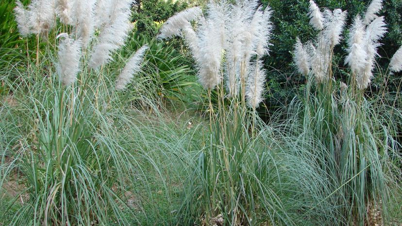 Pampas grass