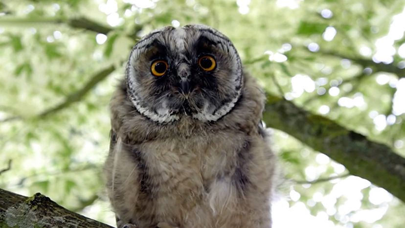 Long-Eared Owl