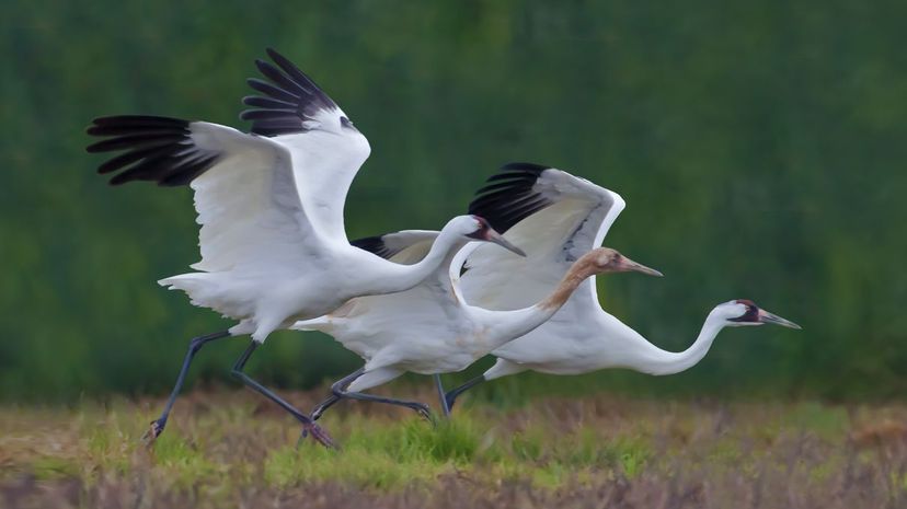 34 whooping crane