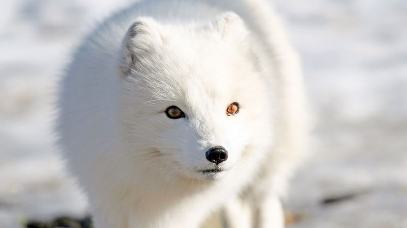 #16 Arctic Fox