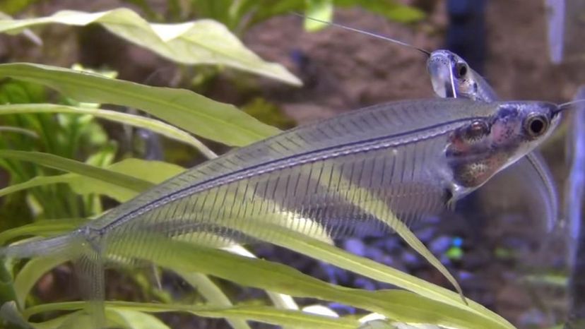 Glass catfish