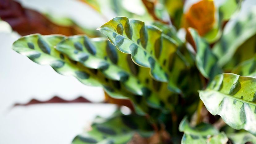 32 Rattlesnake Plant