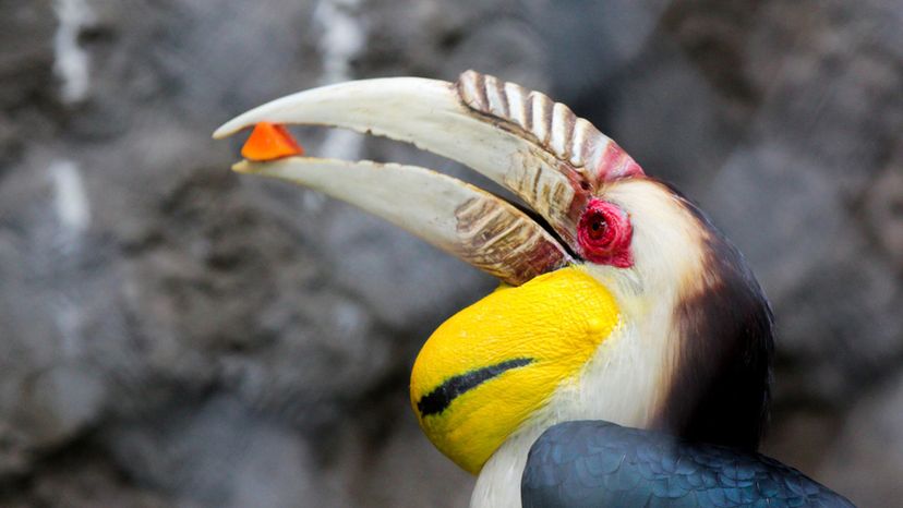 hornbill