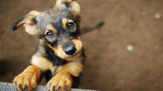 What Age Dog Should You Adopt?