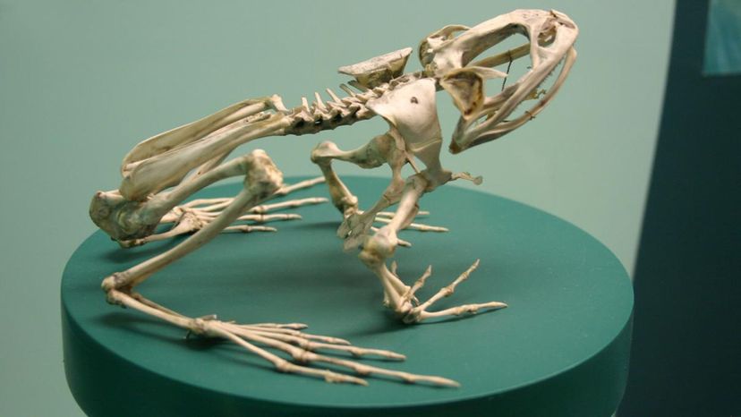 95% of People Can't Match Each of These Animals to Their Skeleton! Can ...