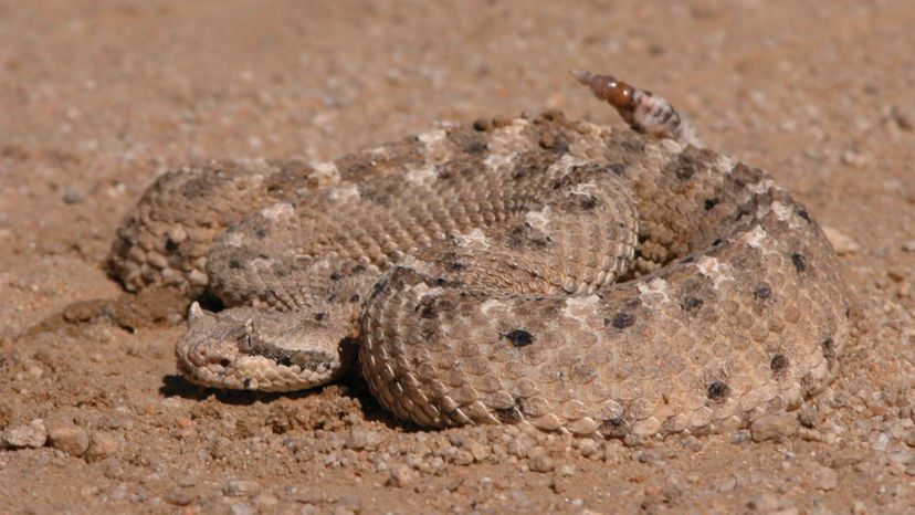 Mojave rattlesnake