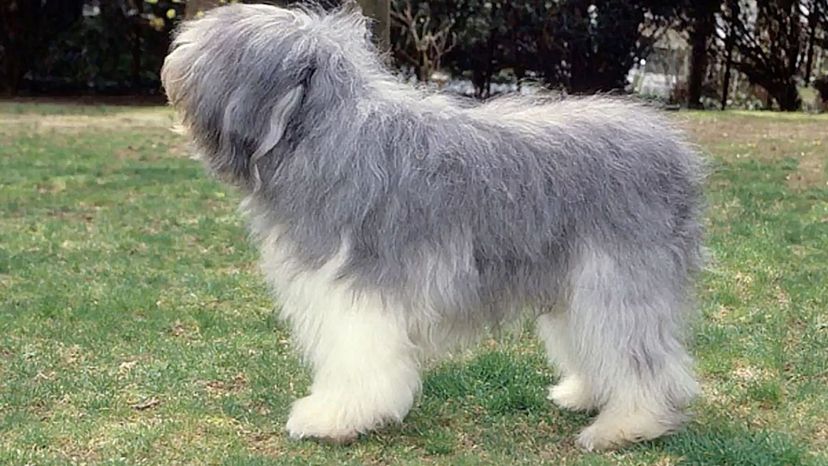 Polish Lowland Sheepdog