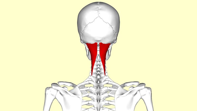 Semispinalis Capitis