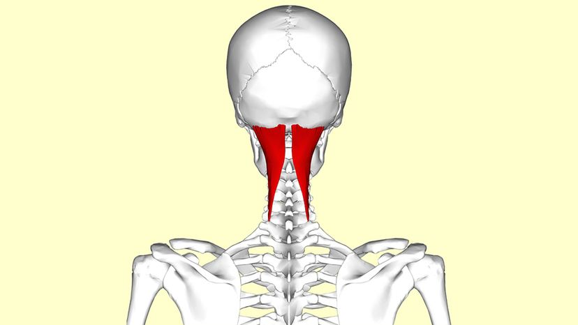 Semispinalis Capitis