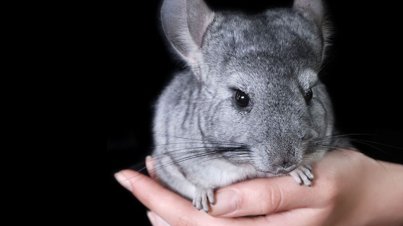 Chinchilla