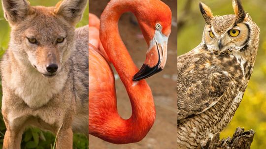 Can You Name These Wild Animals From a Photo?