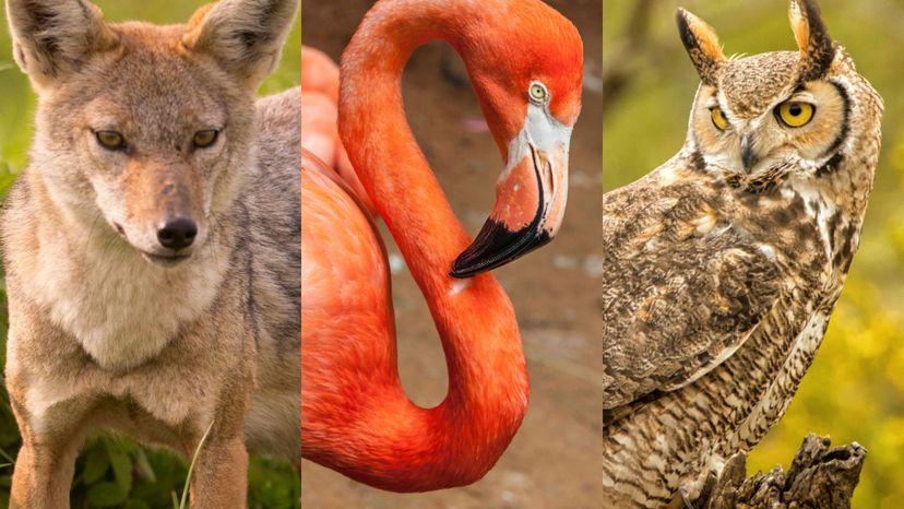 Can You Name These Wild Animals From a Photo?