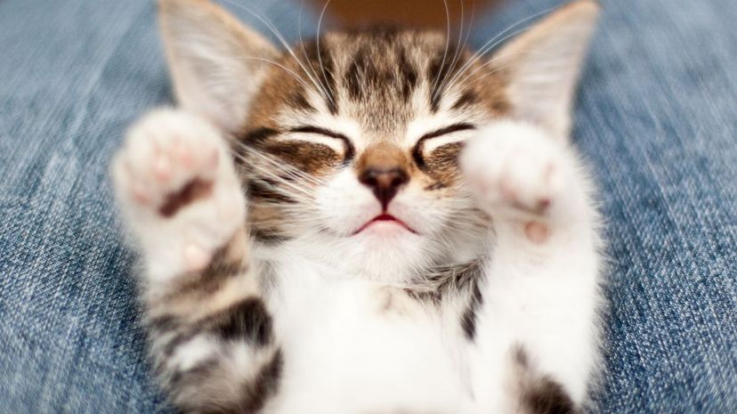 Tell Us About Some of Your Favorite Things and We'll Guess How Old You Are!