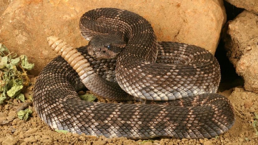 Rattlesnake