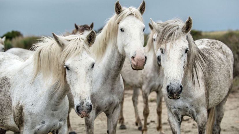 ¿Puedes aprobar este difícil quiz de identificación de razas de caballos?