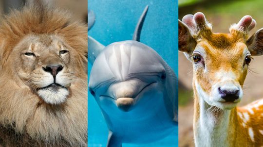 Which Animal Best Matches Your Personality?