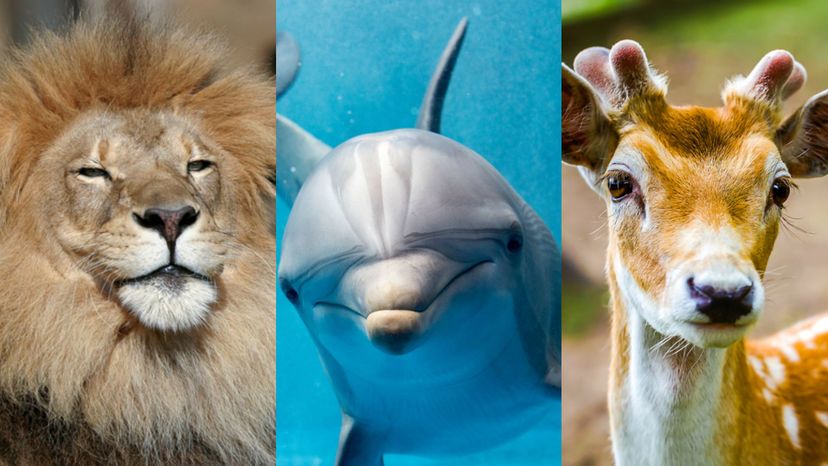 Which Animal Best Matches Your Personality? | HowStuffWorks