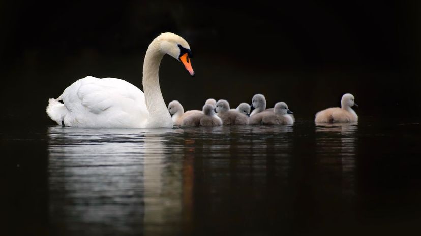 How Many Common Birds Can You Name?