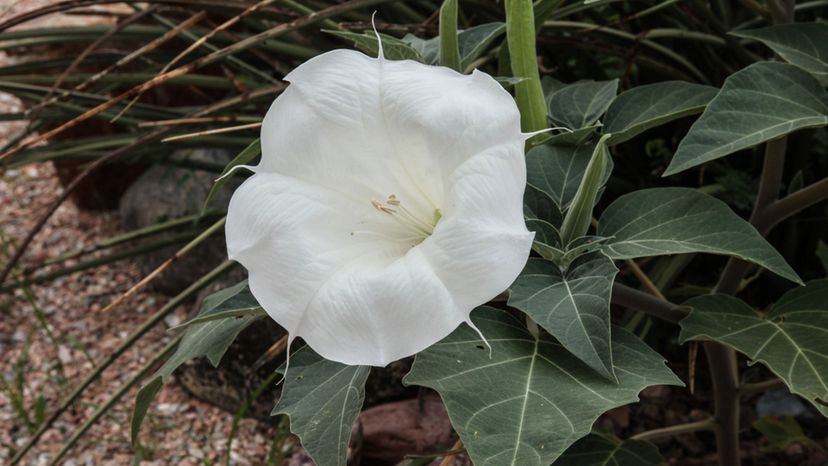 Sacred Datura