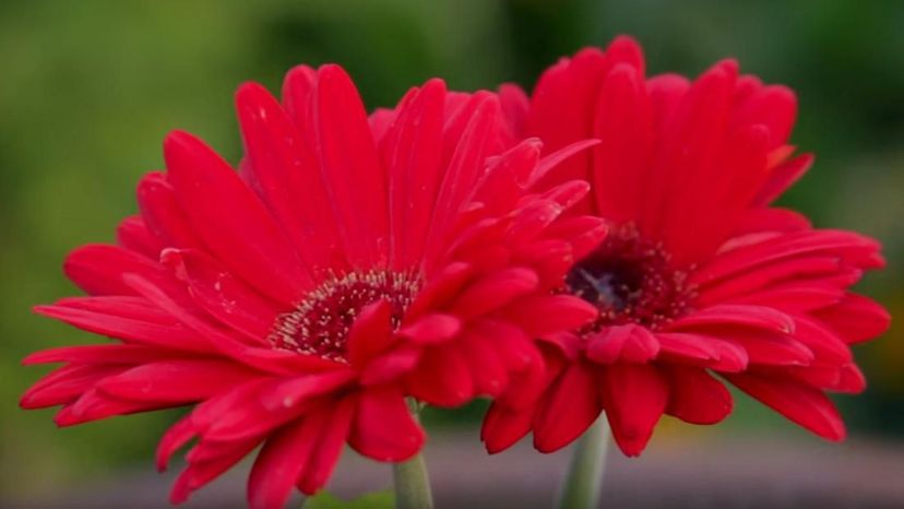 gerbera flower