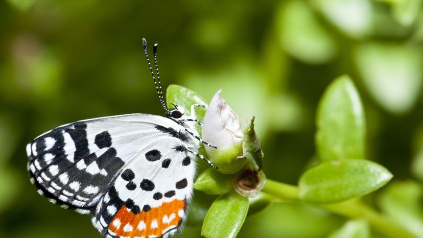 Red Pierrot Butterfly