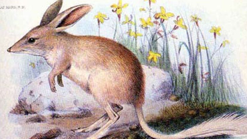 Lesser bilby