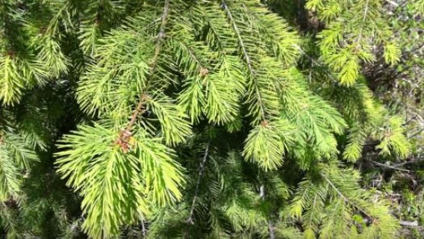 White Spruce