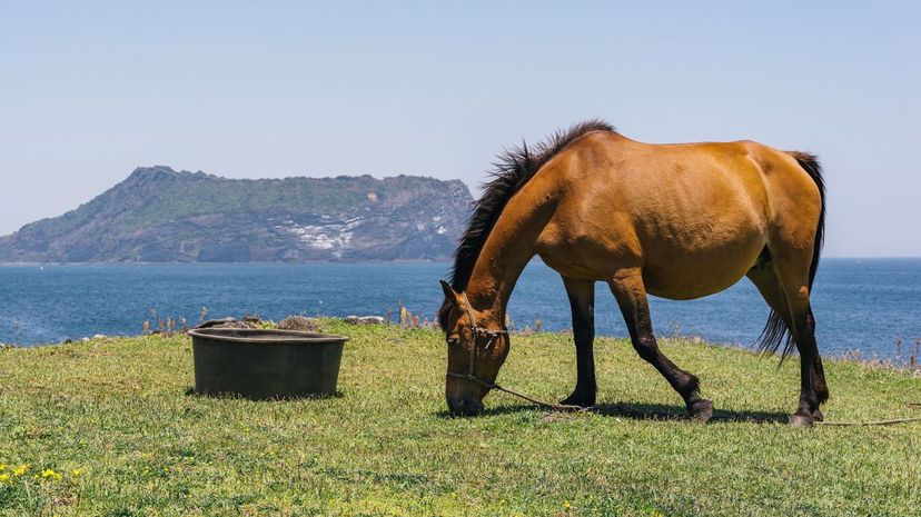 Jeju Horse