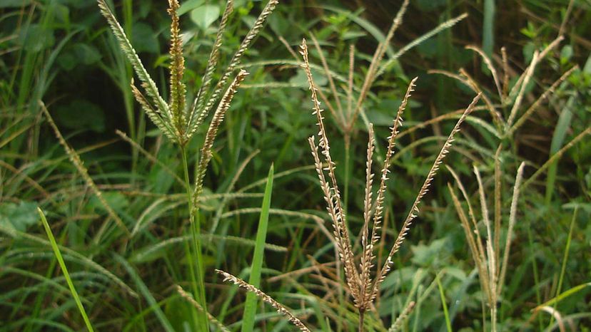 Indian Goosegrass