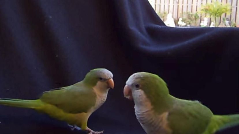 Quaker Parrots