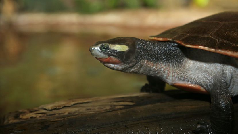Red-bellied Short-necked Turtle