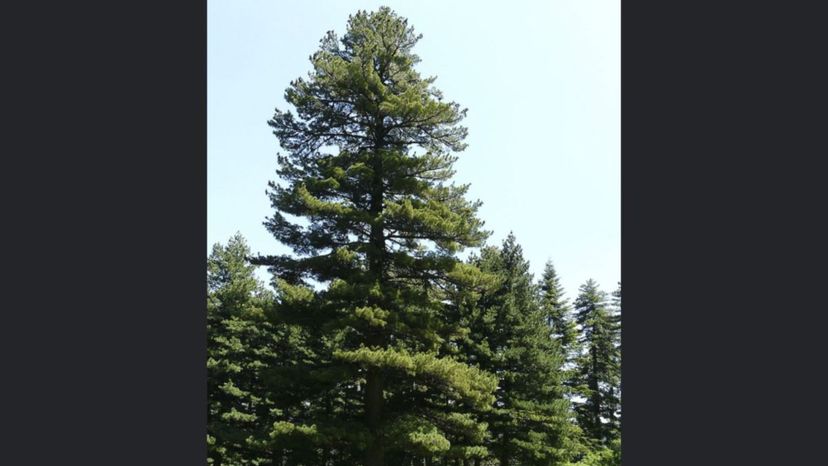 macedonian pine tree