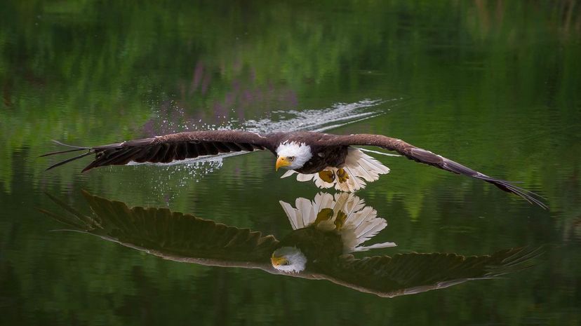 Bald Eagle