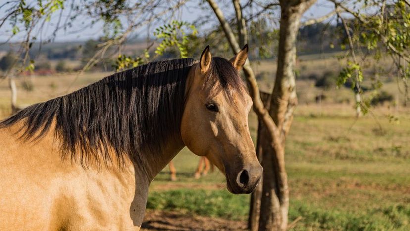 Buckskin